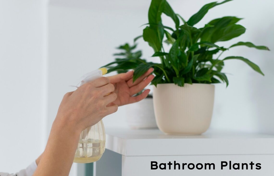 Bathroom Plants